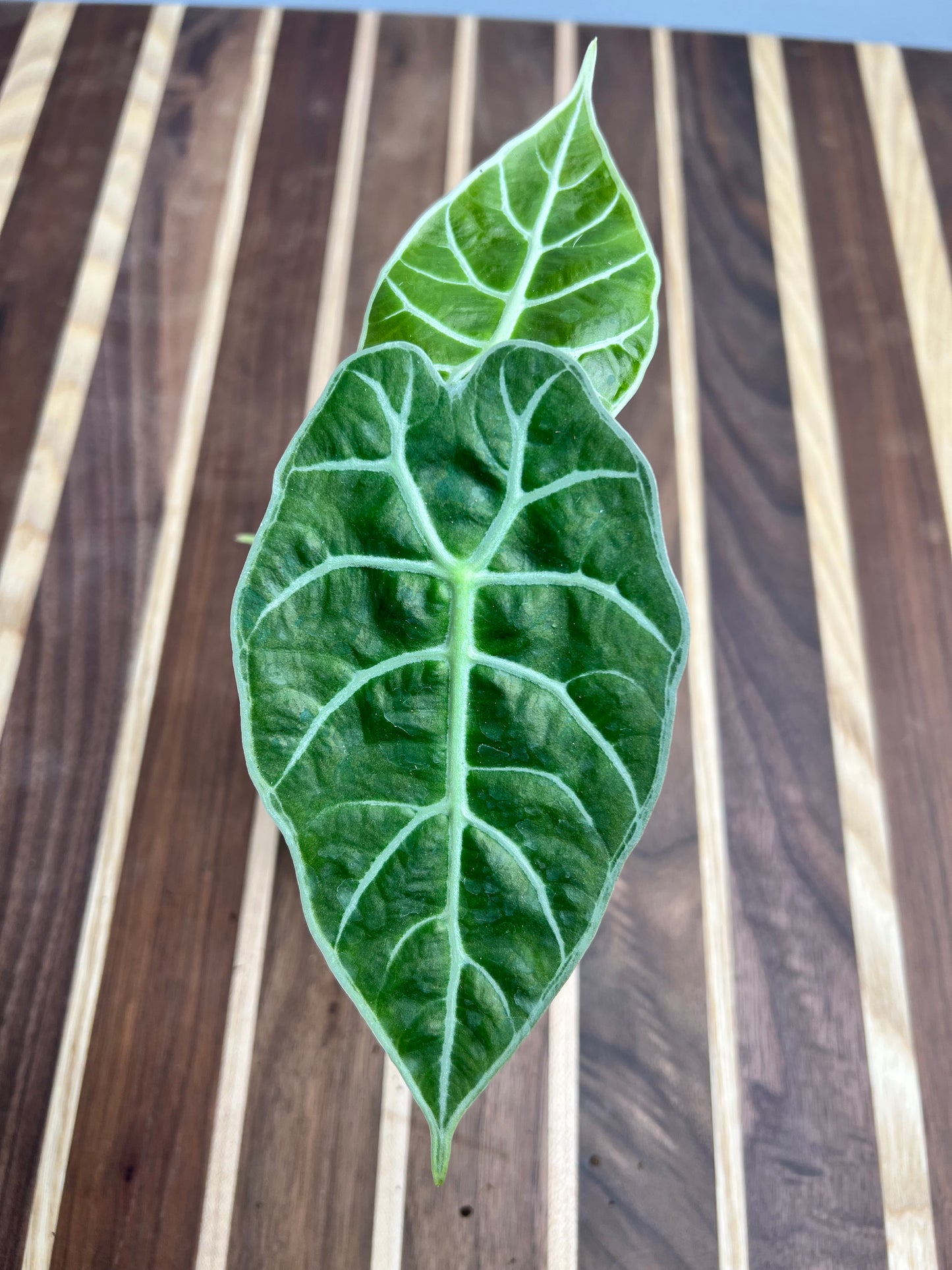 Alocasia Watsoniana Lighting 4”