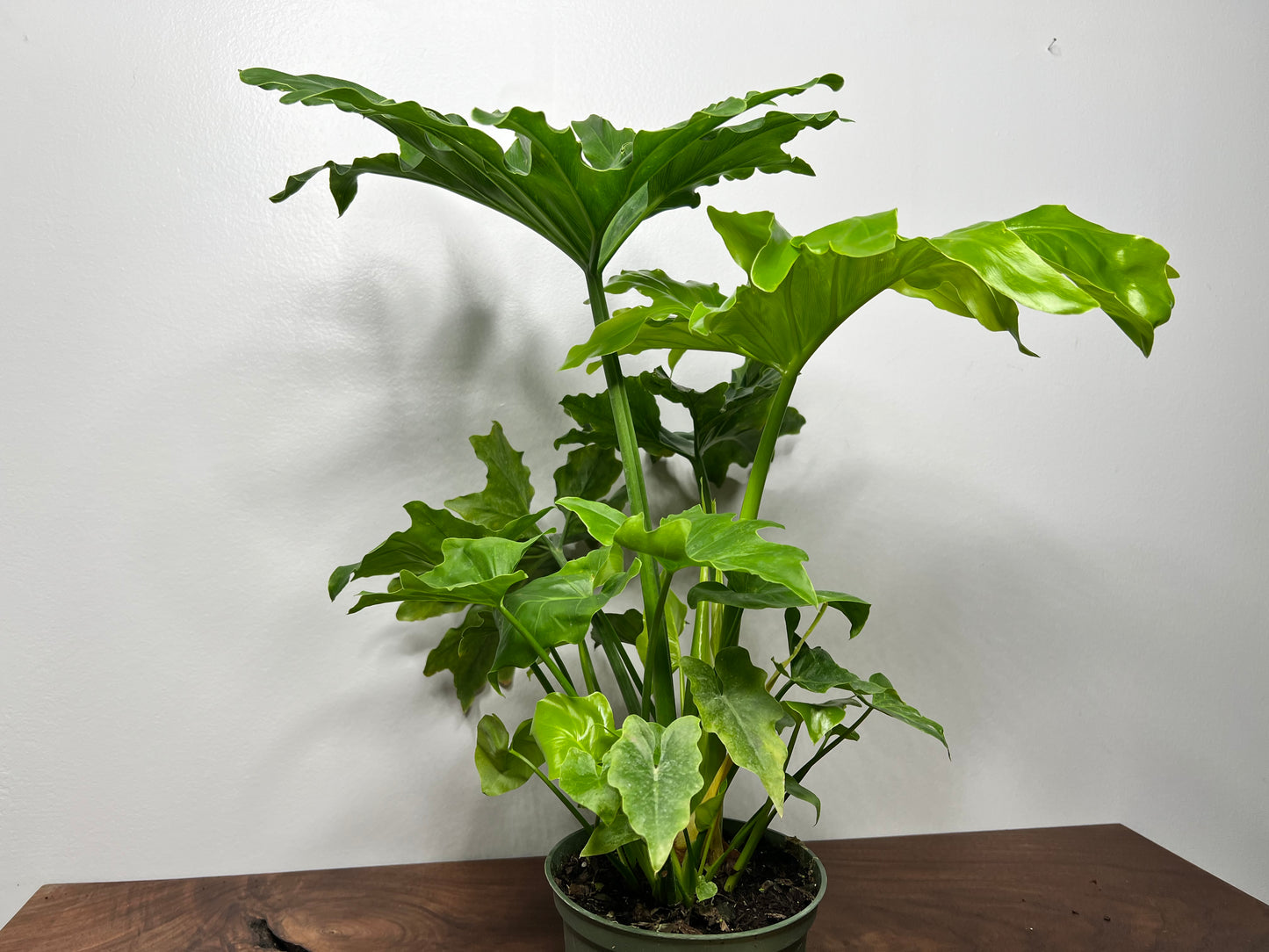 Philodendron Selloum (Hope) 6”