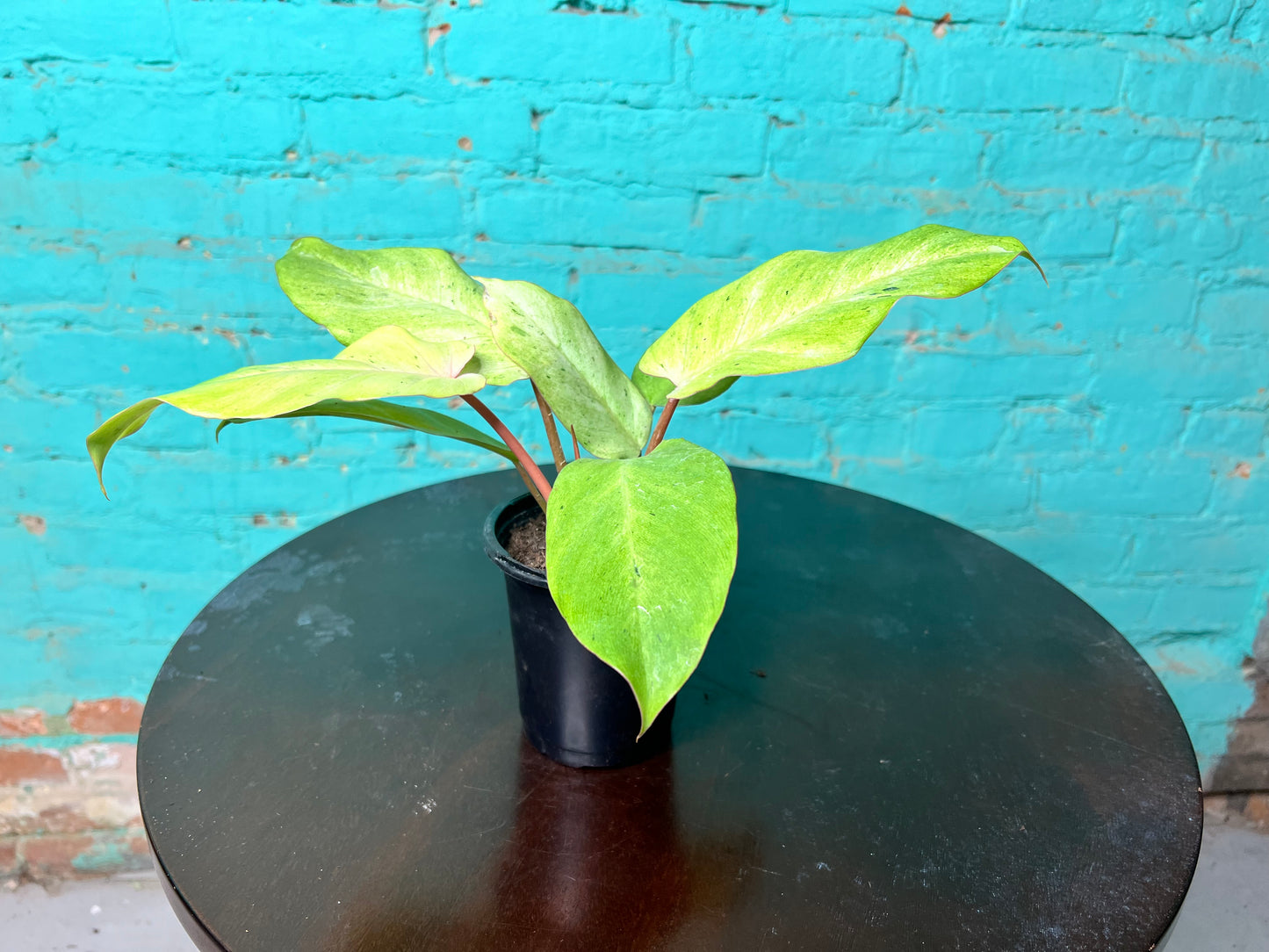 Philodendron Snow Drift 4”