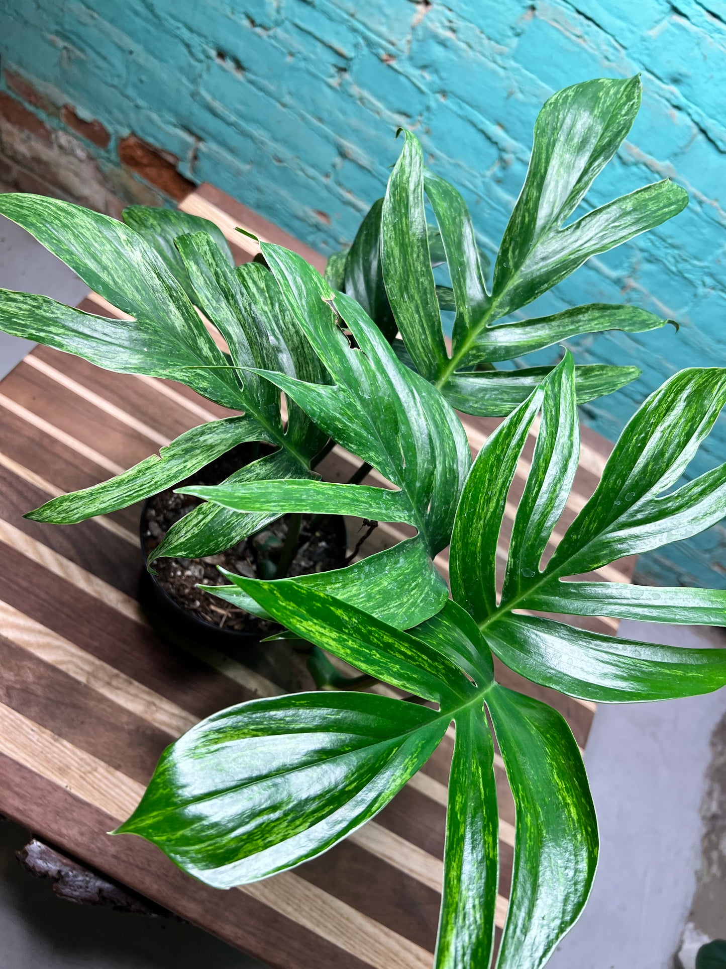 Monstera Decursiva Variegated 6” “Dragon Tail”