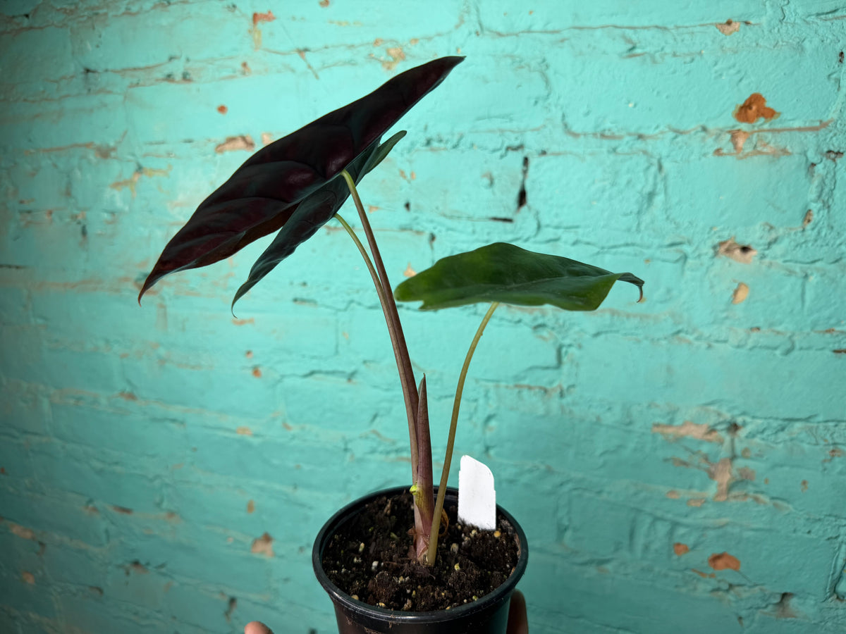 Alocasia Chantrieri 4”