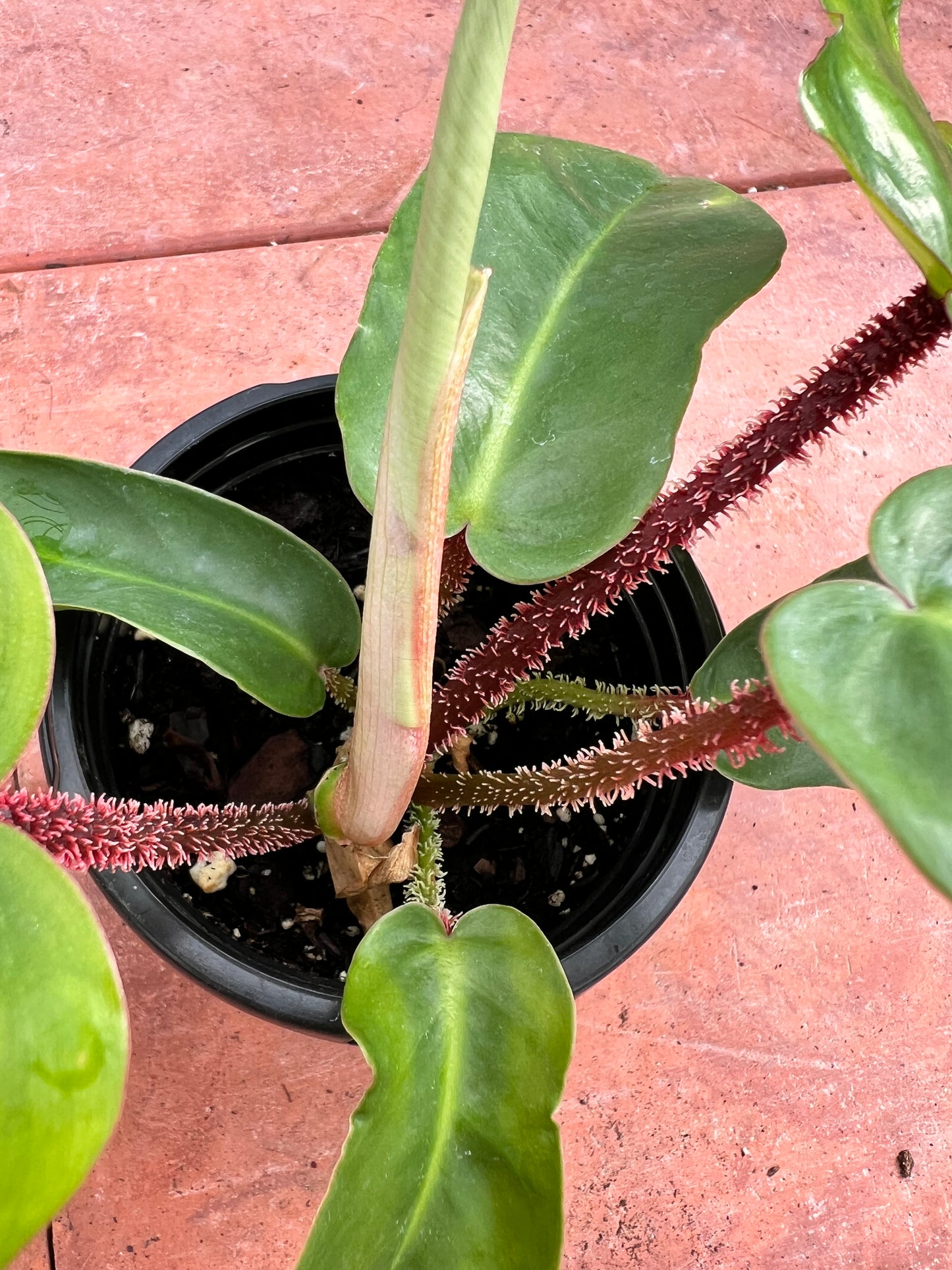 Philodendron Squamiferum (Red Bristle)