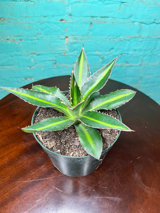 Agave Tri color 6”