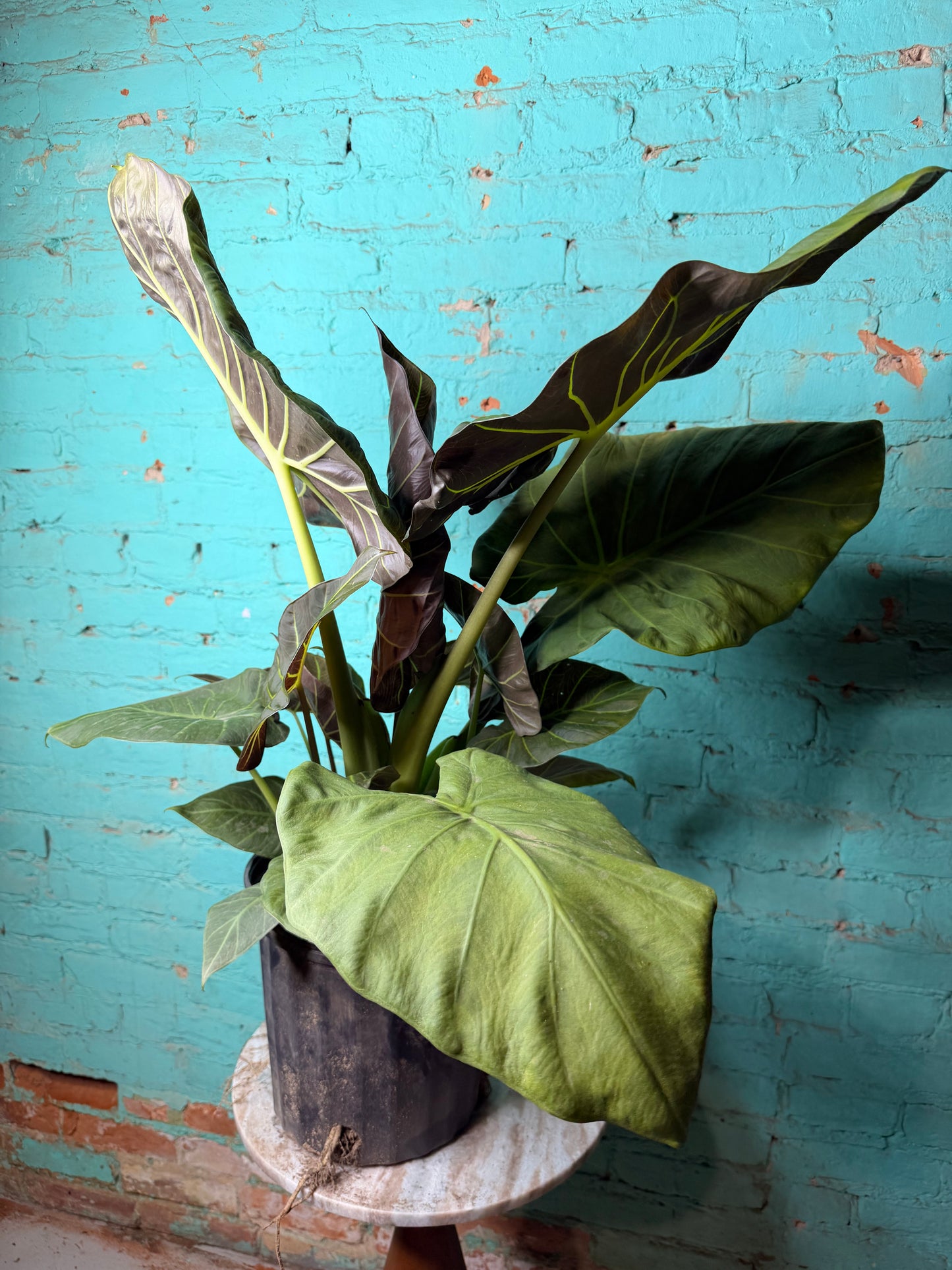 Alocasia Regal Shield 10”