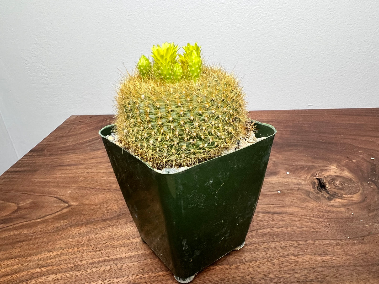 Cactus 5