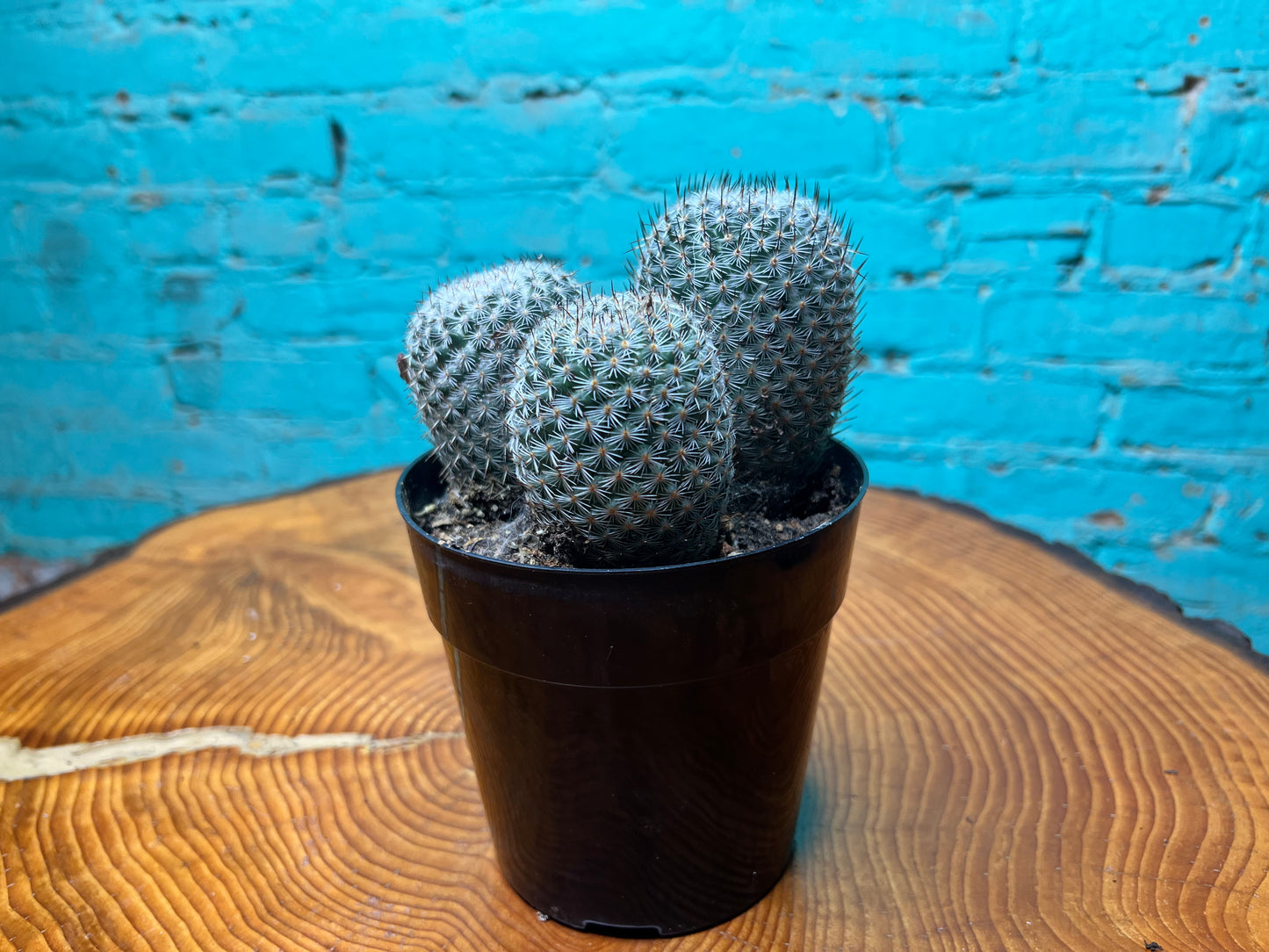 Mammillaria elegans Cactus 6”
