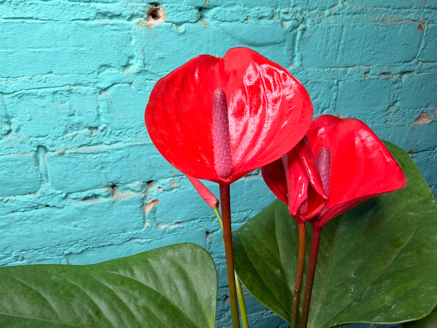 Anthurium Flamingo Flower 6” Red