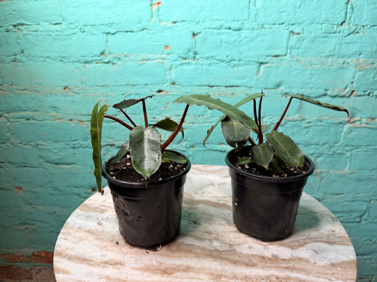 Philodendron Black Billietiae 4”