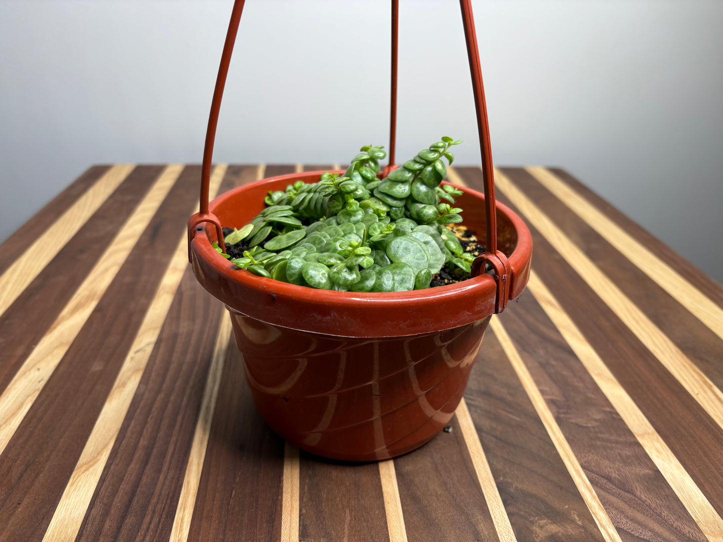 String of turtles Basket 6”