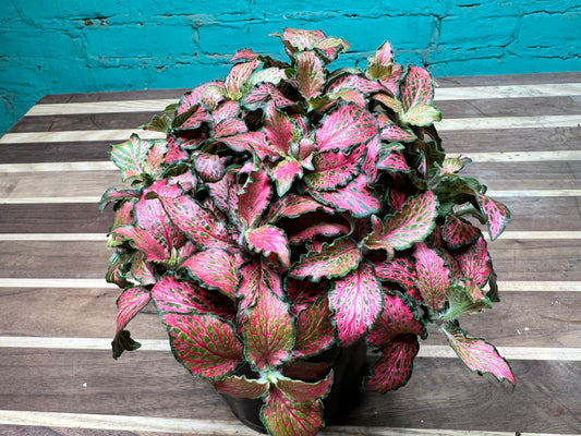 Fittonia Verschsffeltii Forest Flame 4”