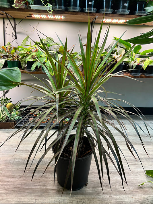 Dracaena Art 8”