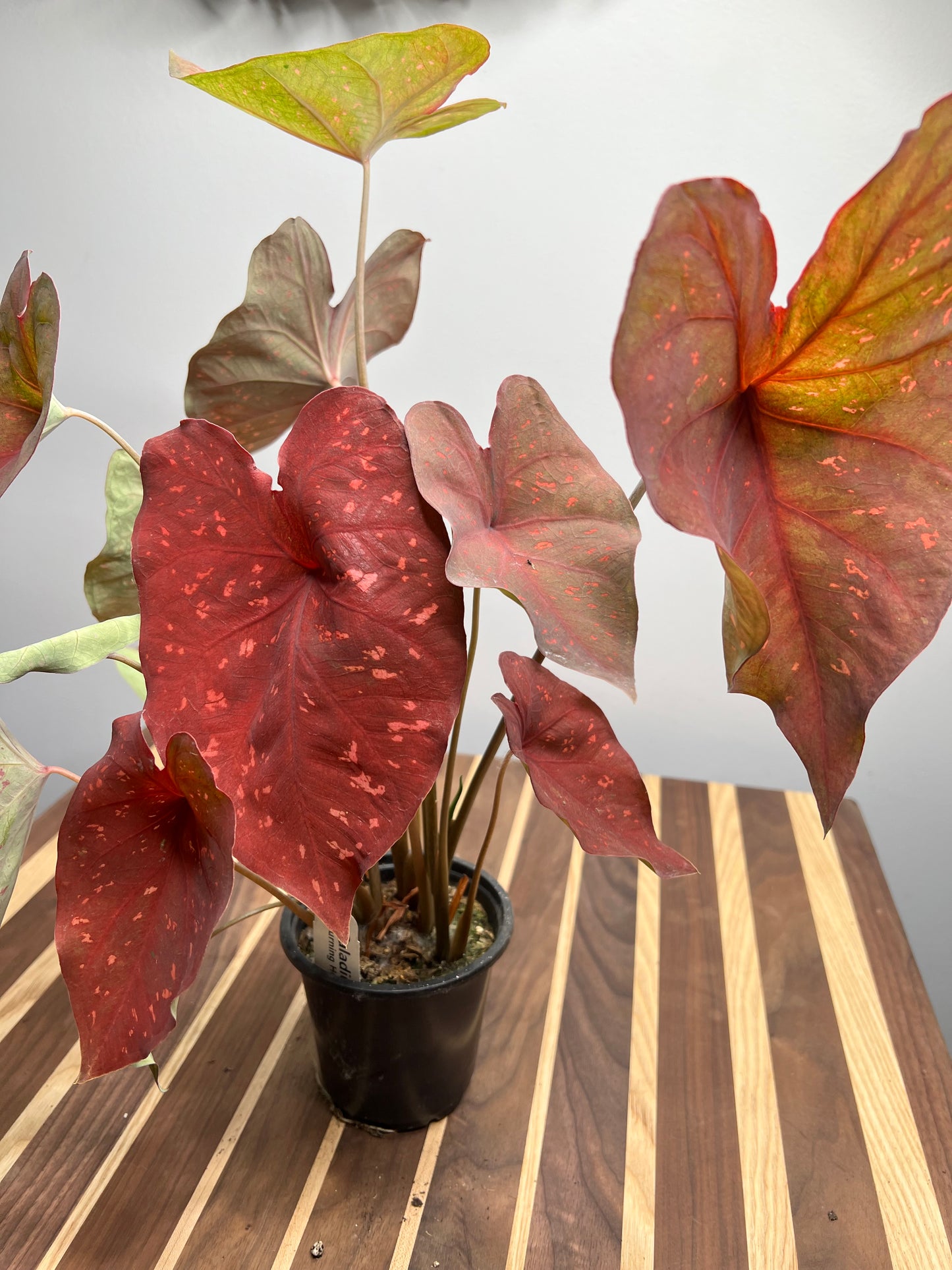 Caladiums Burning Hearts 4”