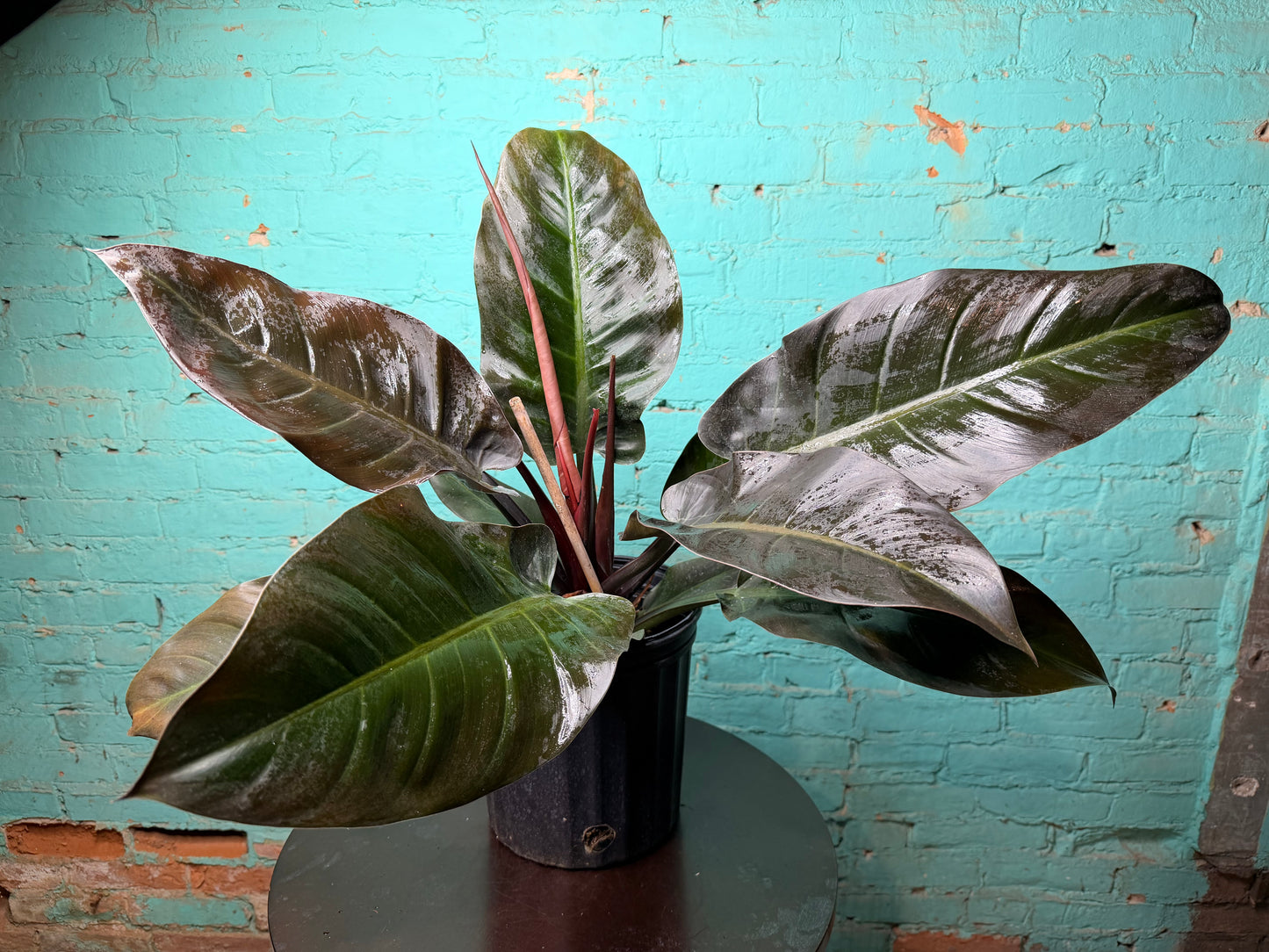 Philodendron Black Cardinal 10”