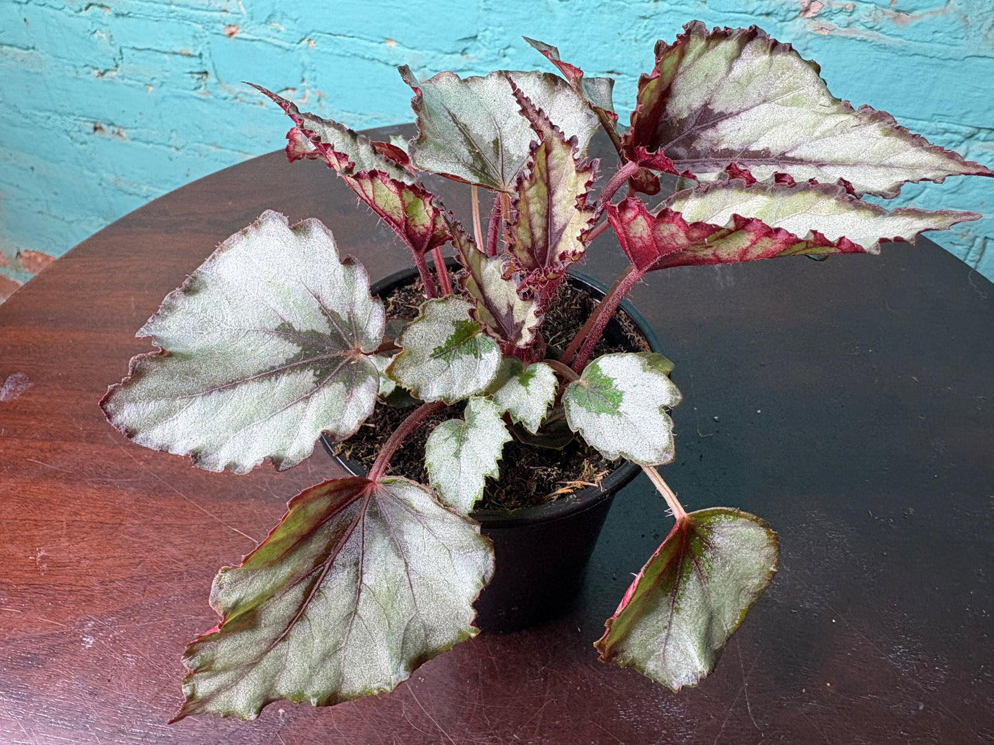 Begonia Rex “Painted Leaf” 4”