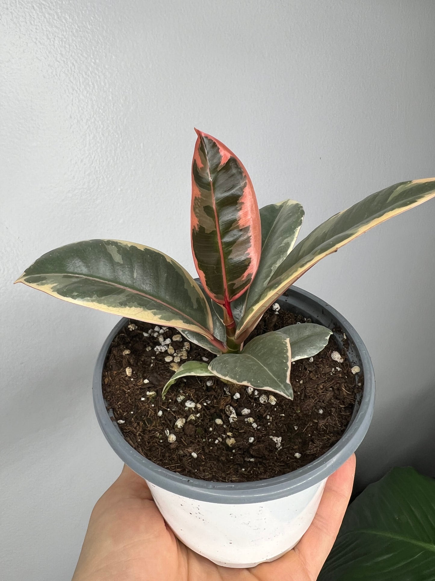 Rubber Tree-Tineke 4”