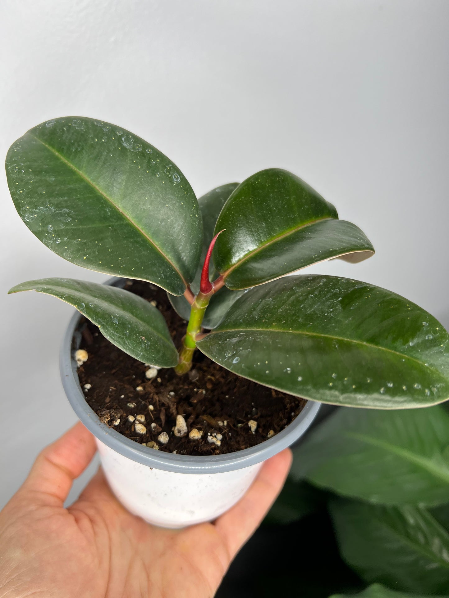 Rubber Tree-burgandy