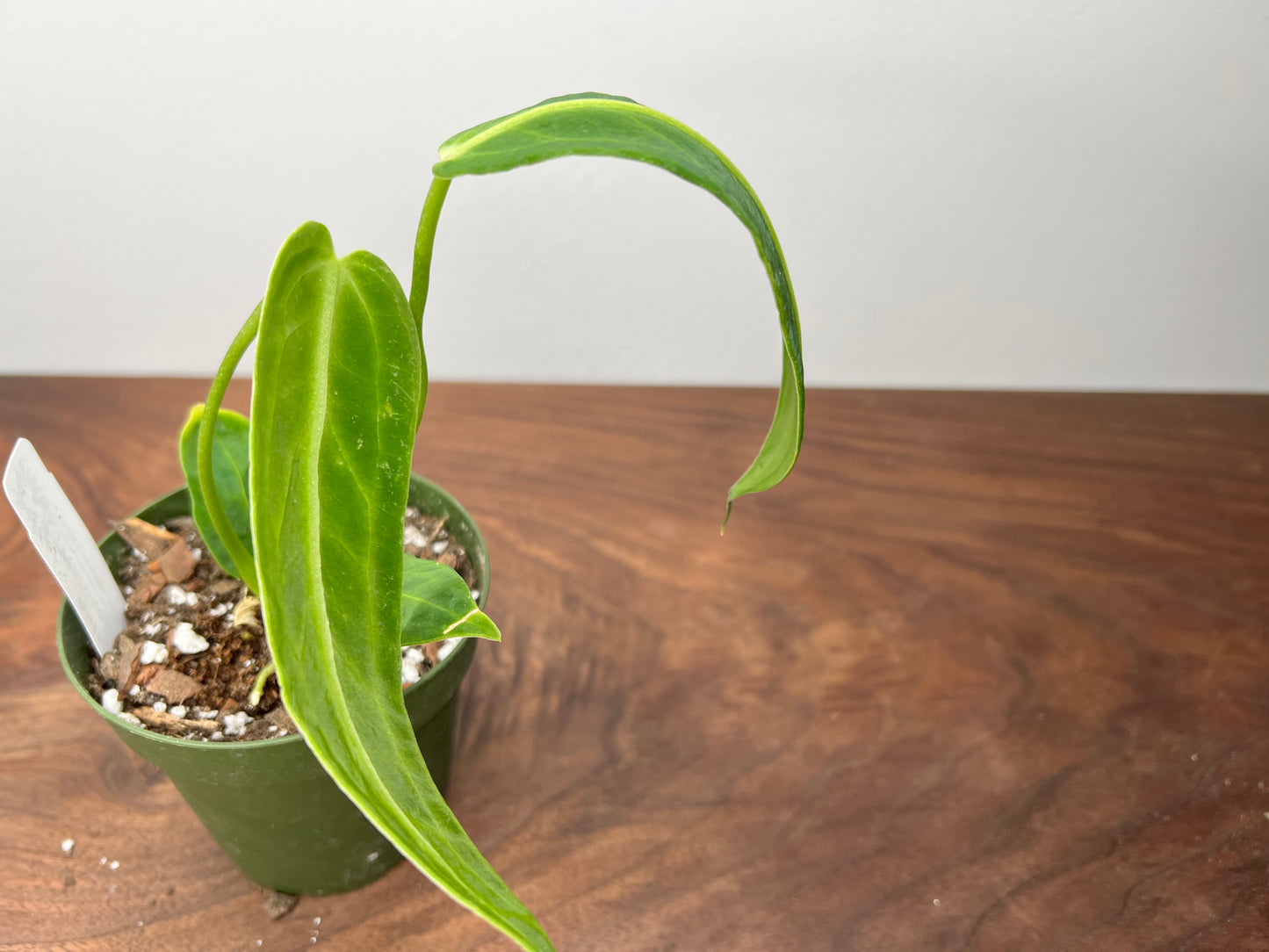 Anthurium Warocqueanun 4”