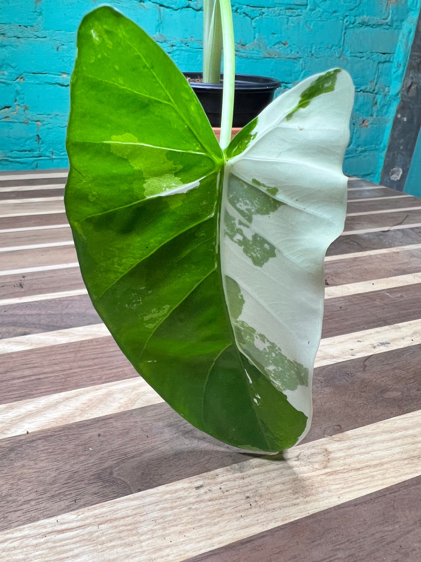 Alocasia-Macrorrhizos Appaloosa Gold