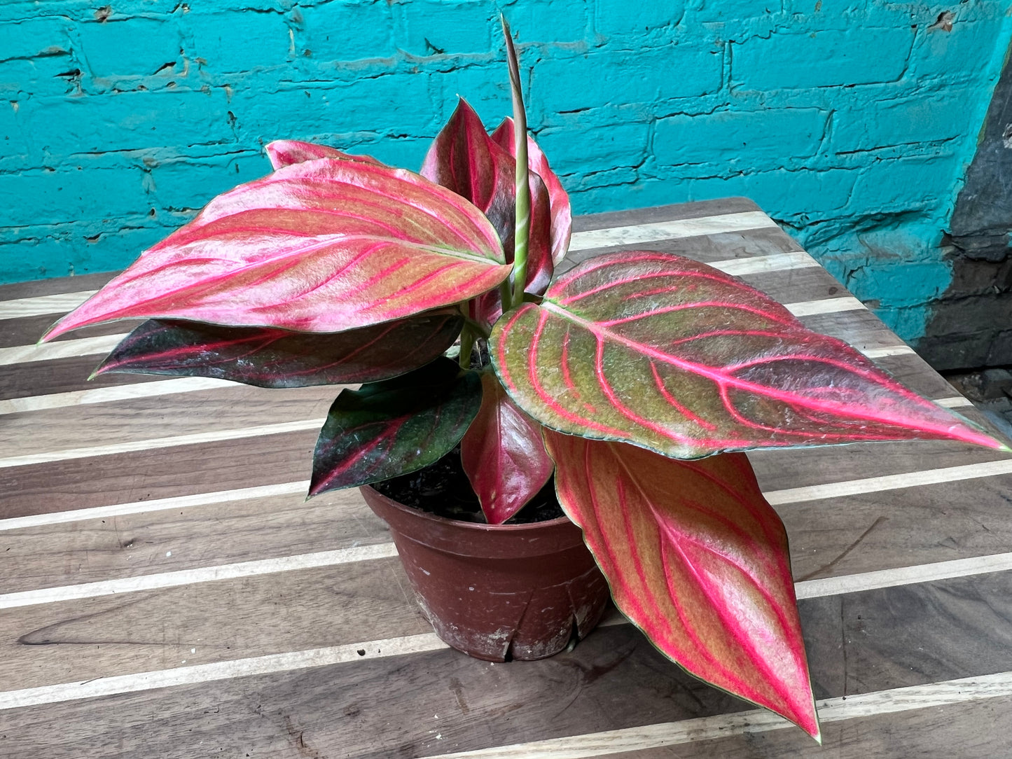 Aglaonema Rotunda Red tiger Variegated 4” (each)