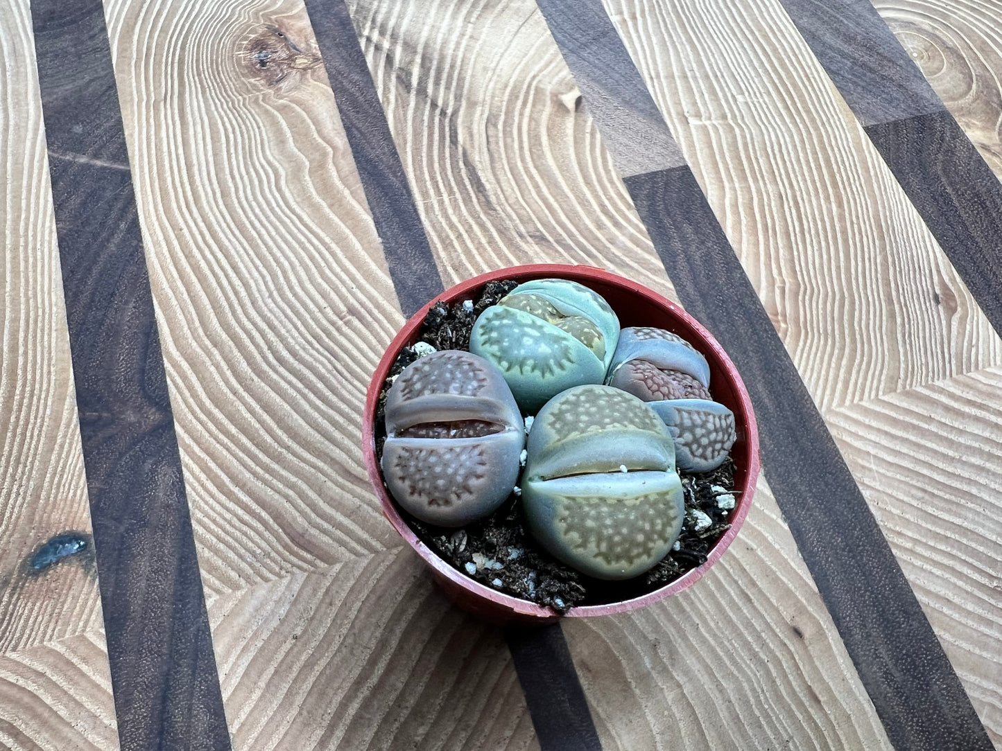 Living stones