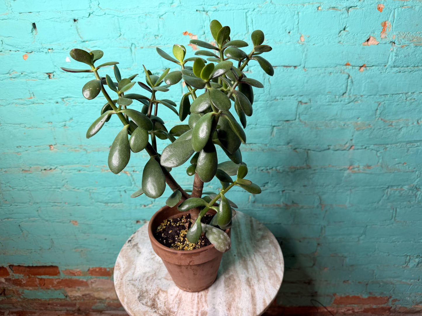 Jade 6” clay