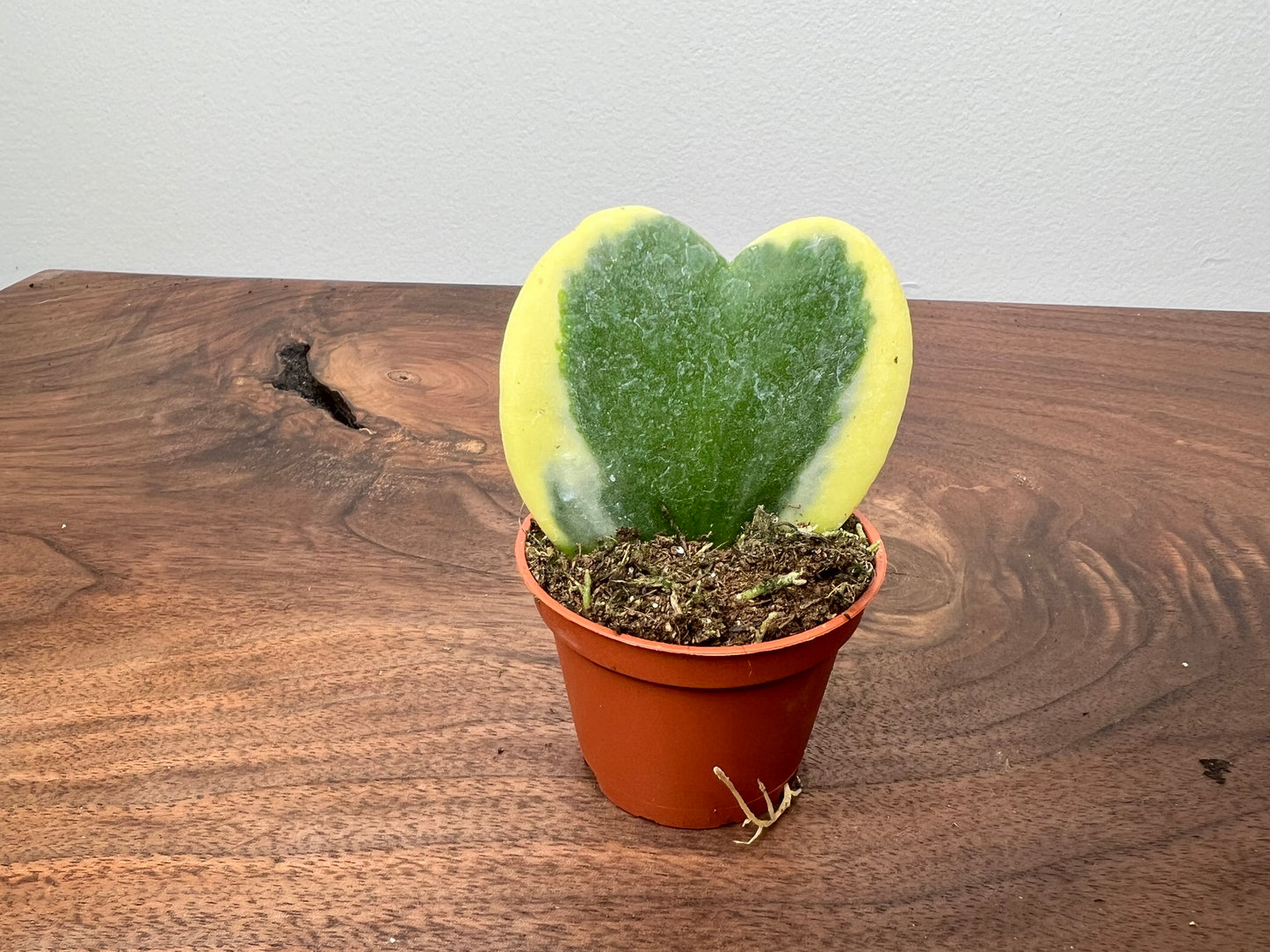 Hoya Kerrii (Variegated heart) each
