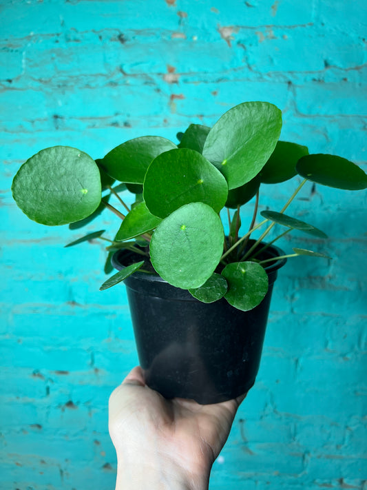Pilea peperomioides-Chinese money plant 6”