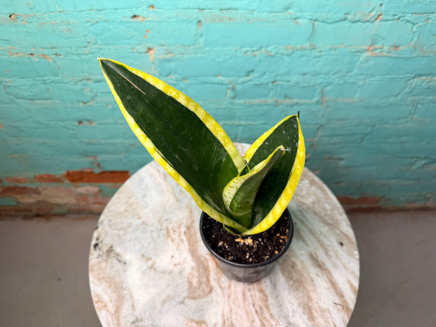 Sansevieria ‘Black Gold Hahnii’