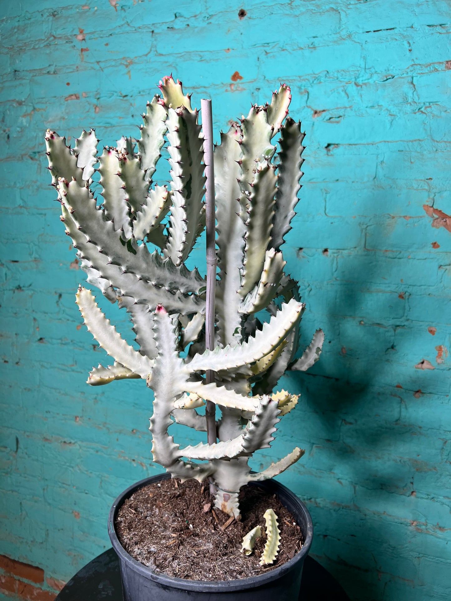 Euphorbia Trigonia Variegated 10”