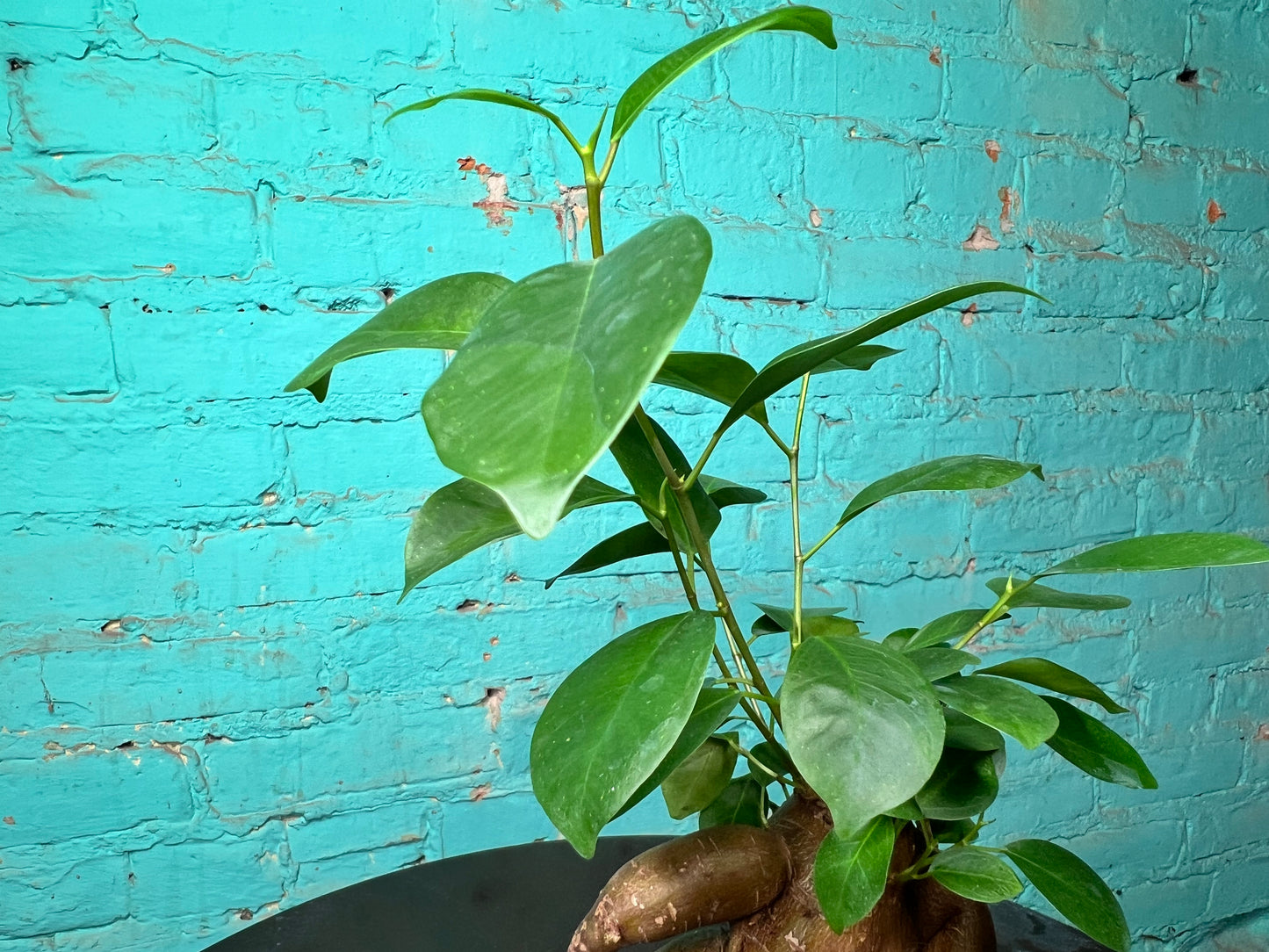 Ficus Ginseng Stump 4”