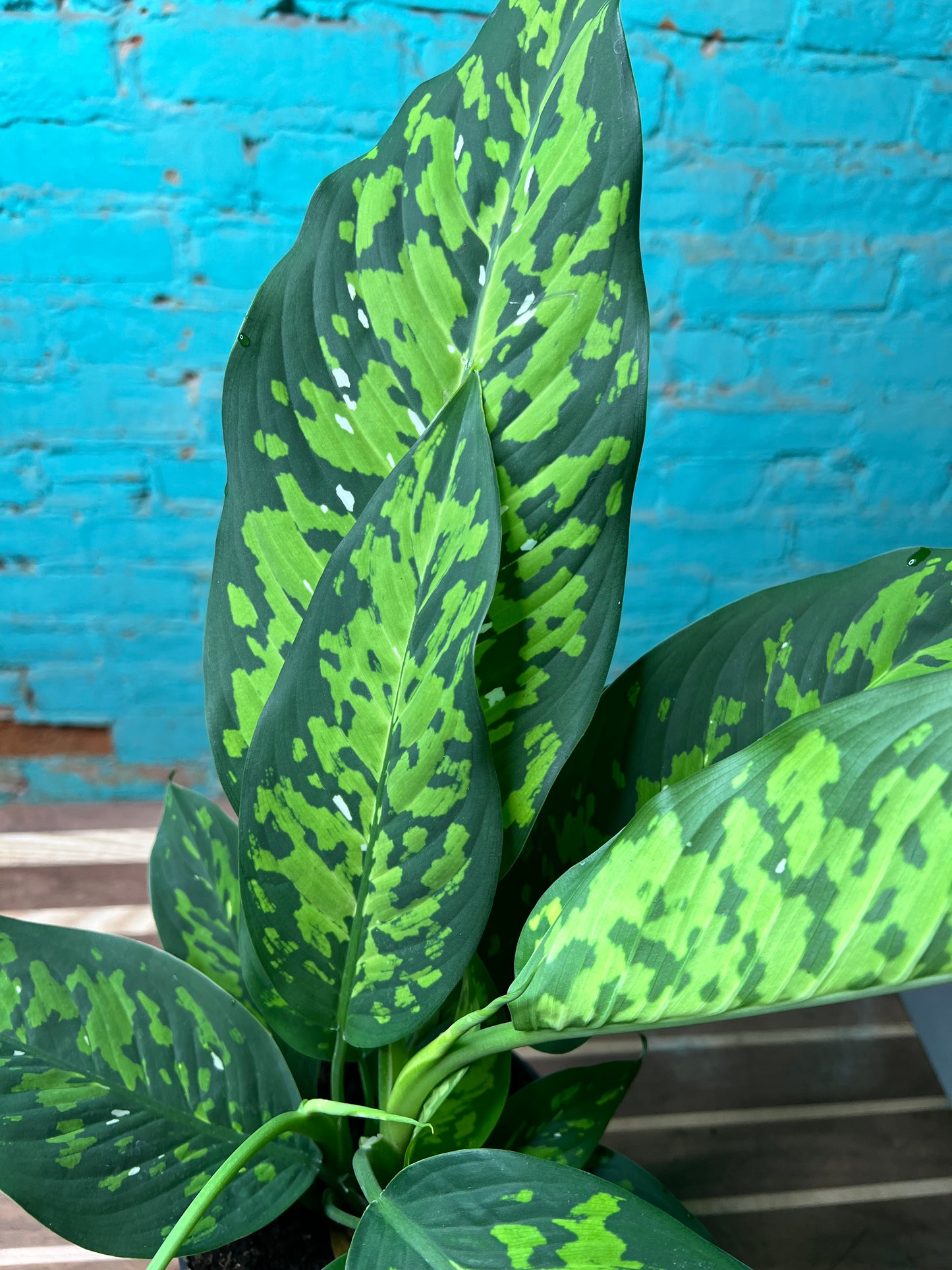 Dieffenbachia CHEETAH 6”