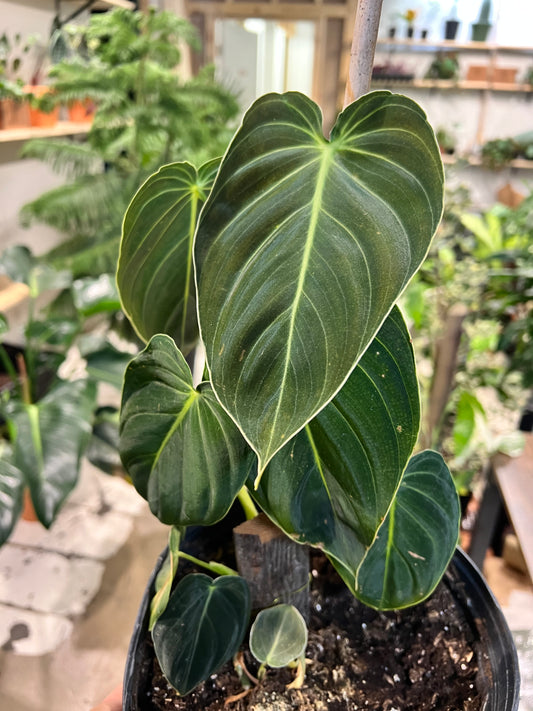 Philodendron Melanochrysum (Black and Gold) 10” Trellis