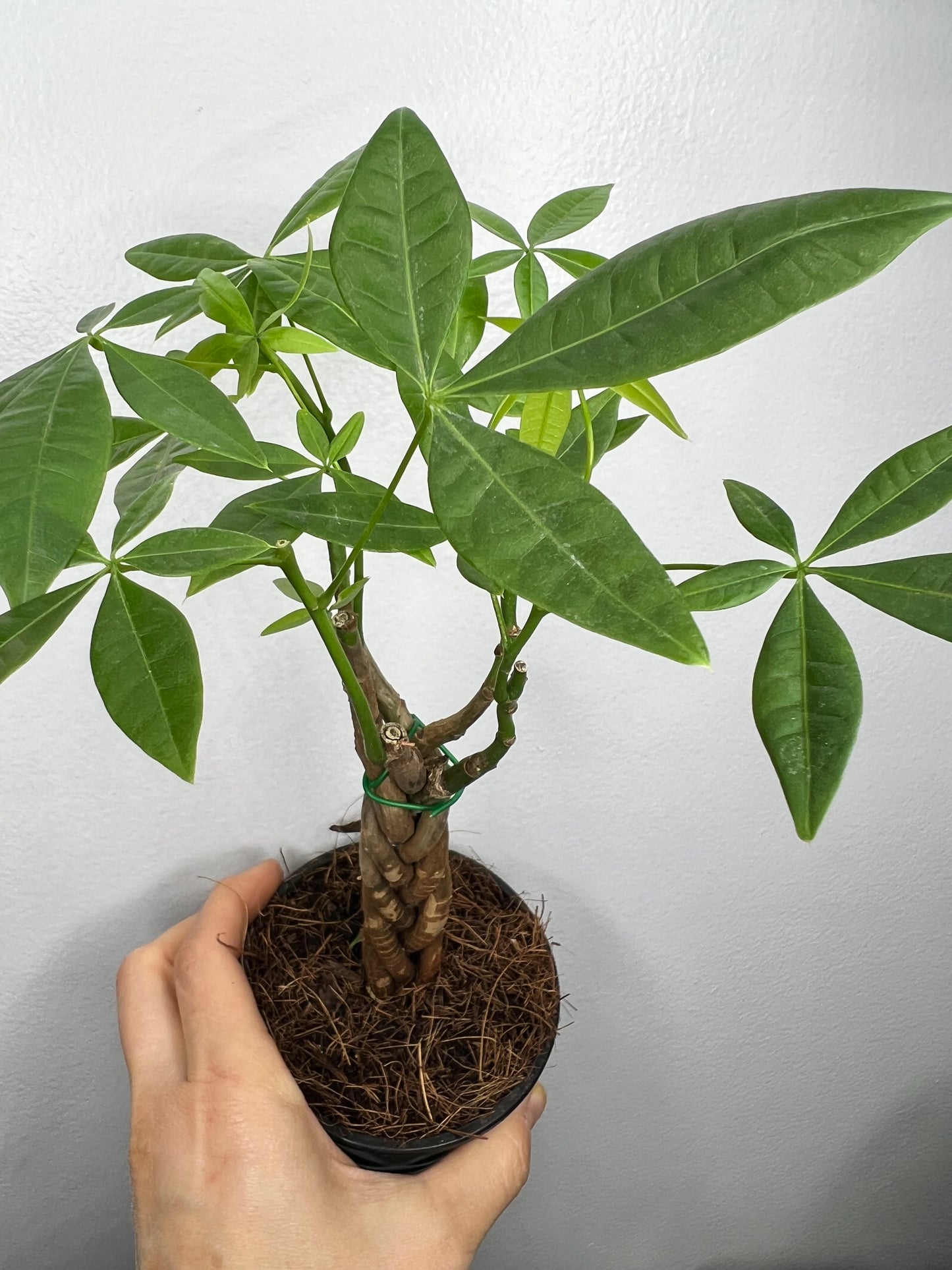 Money tree braided 4”
