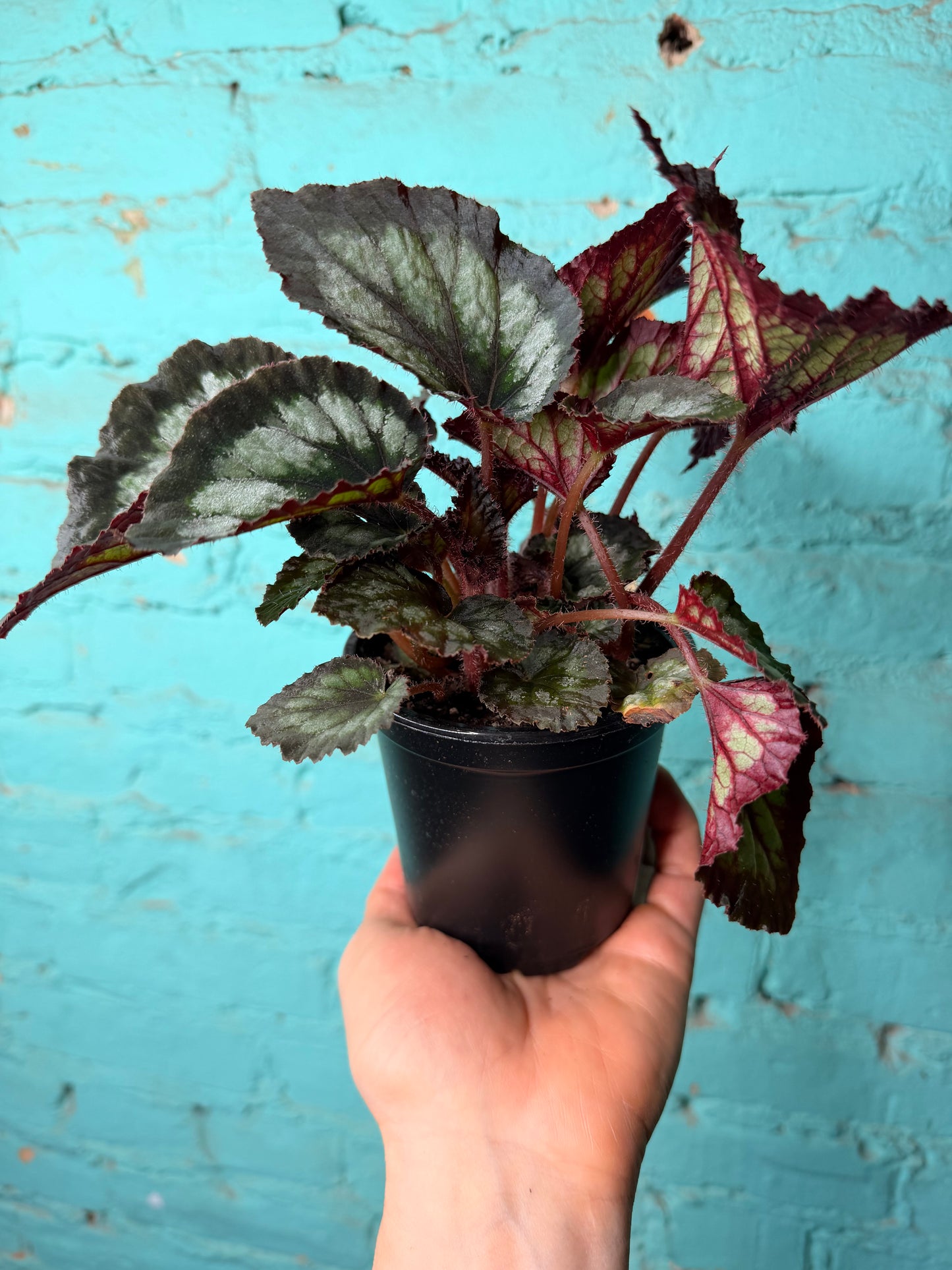 Begonia Rex “Dibs Tuxedo” 4”
