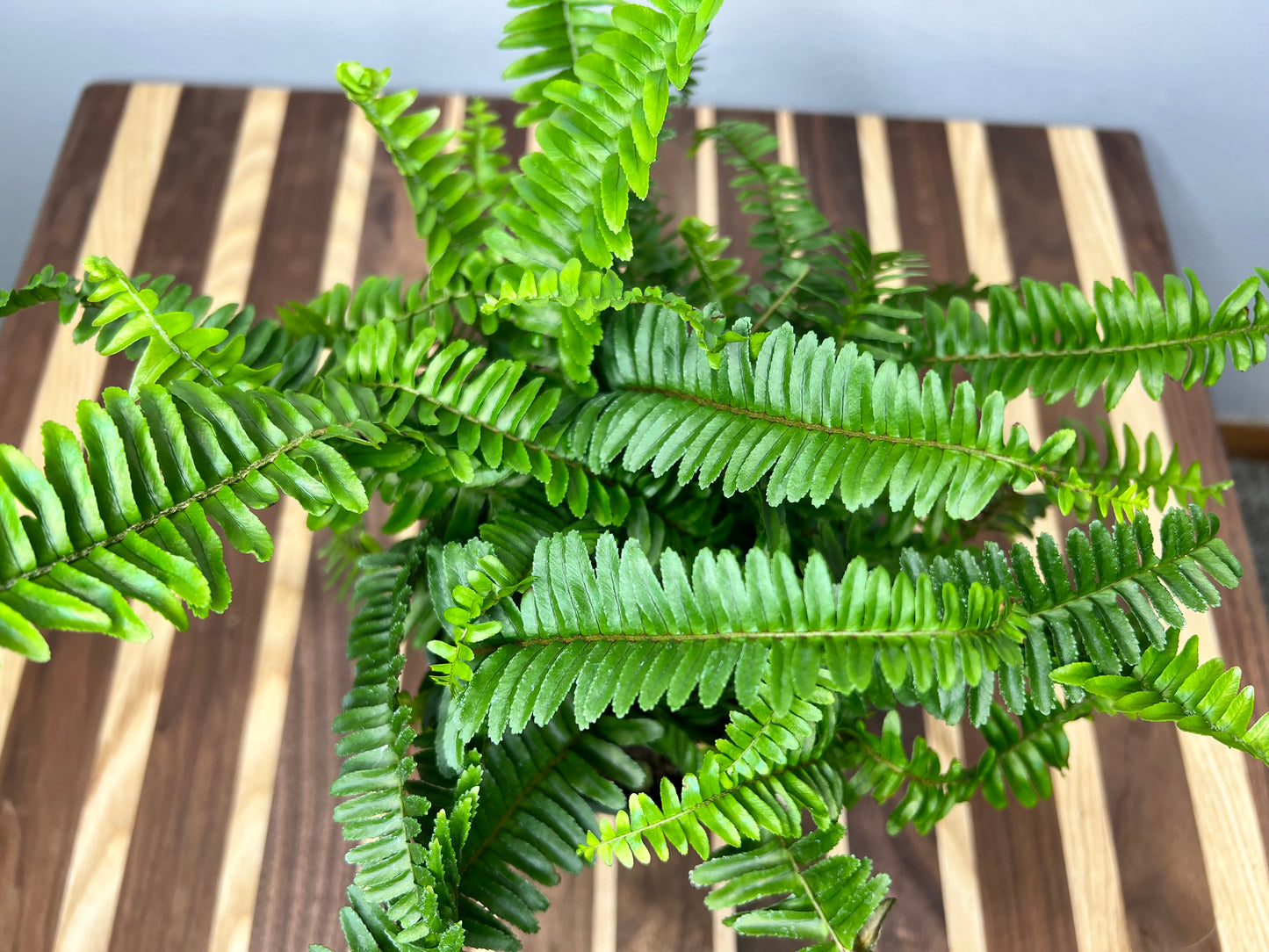 Fern Kimberly Queen
