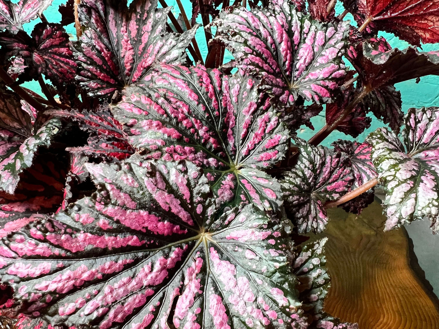 Close-up of vibrant Rex begonia 10" leaves showcasing bold patterns in green, silver, purple, and burgundy.
