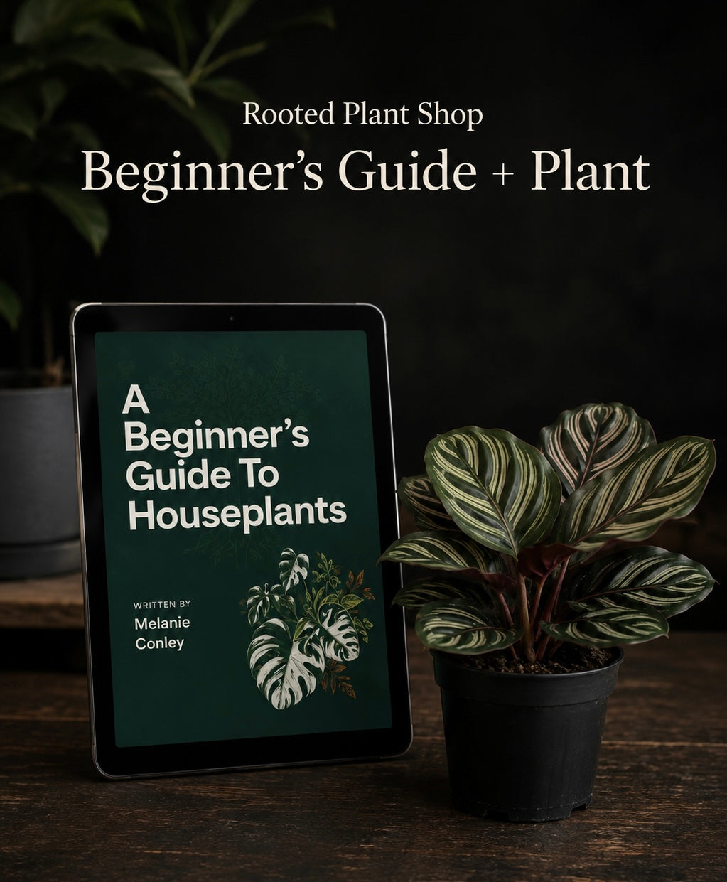 Beginner’s Guide for Houseplants & 4” Plant 🪴
