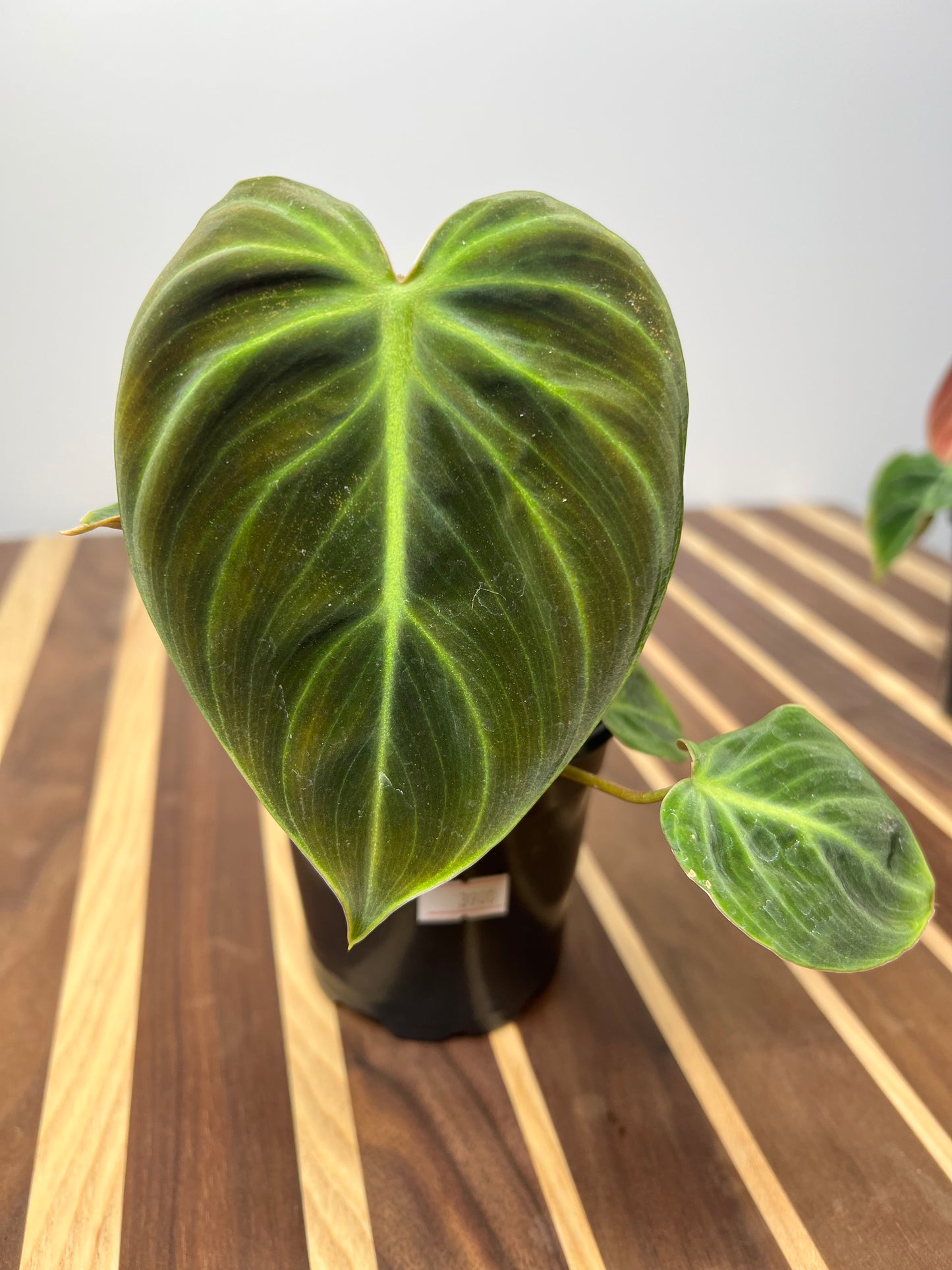 Philodendron El Choco Red