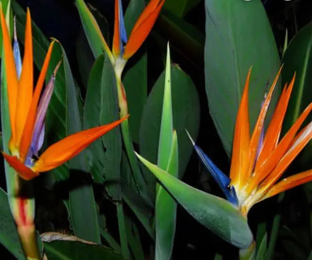Bird Of Paradise-Orange (10 inch pot)