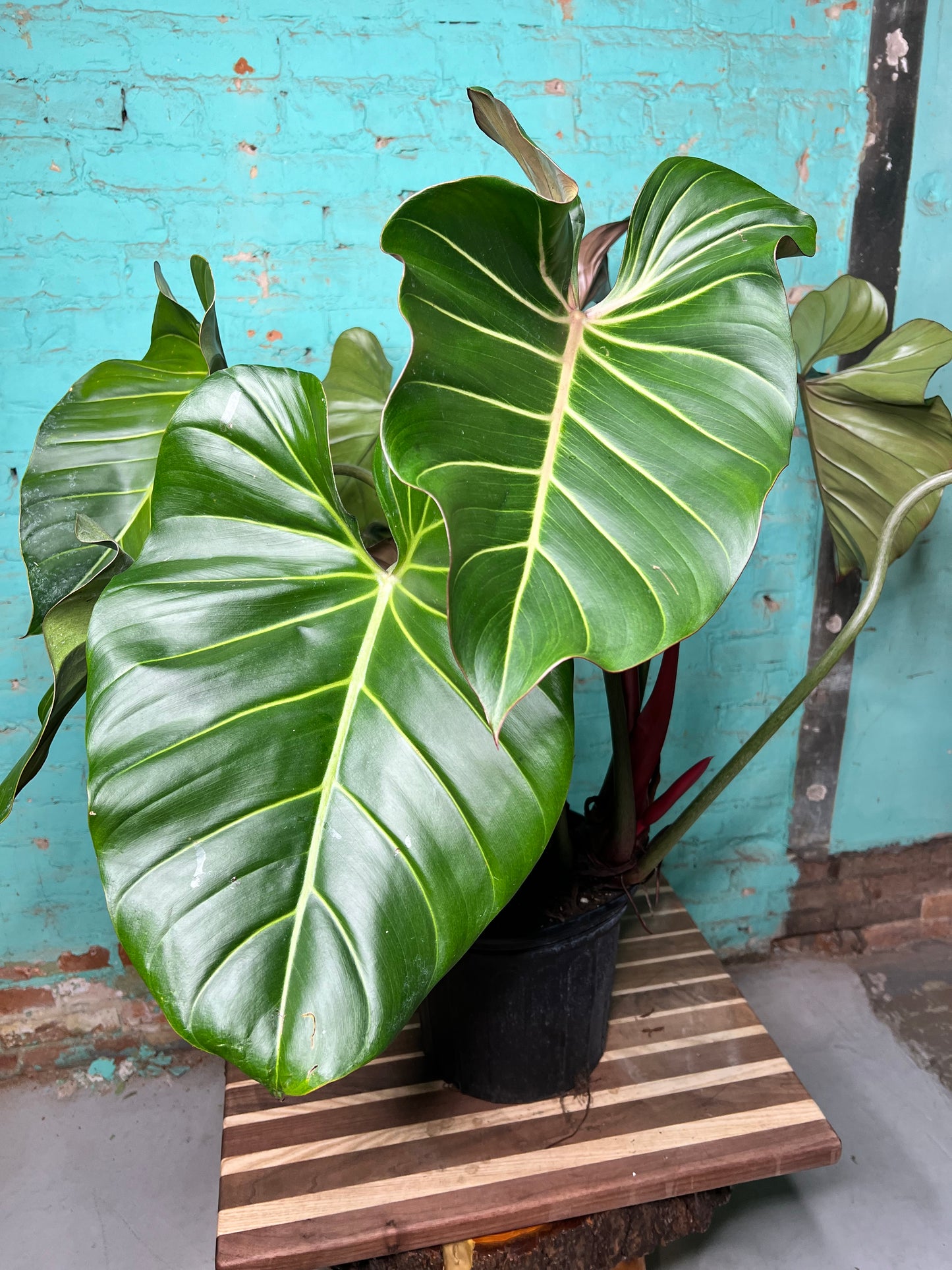 Philodendron Summer Glory 10”