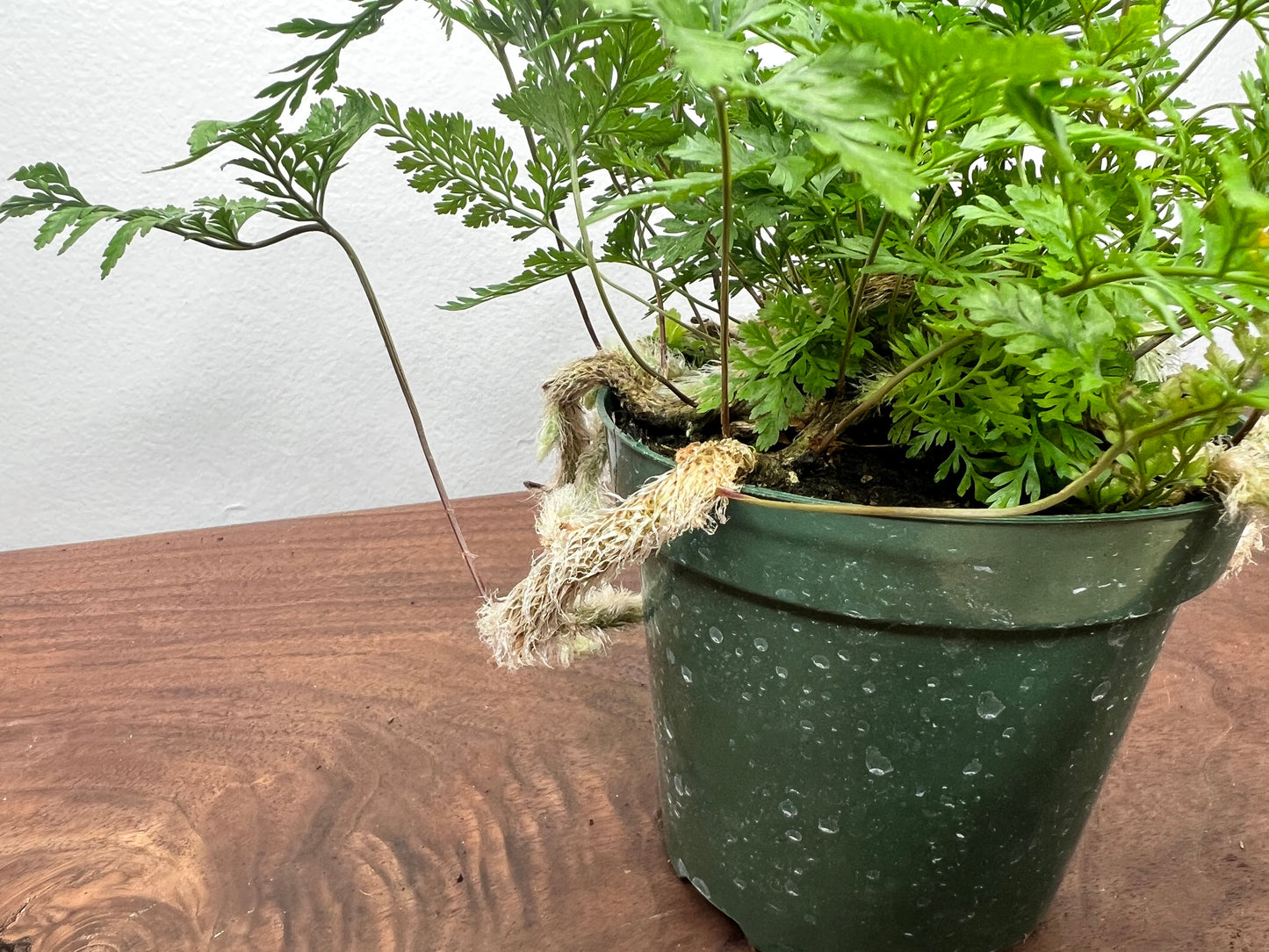 Rabbit foot fern 4”