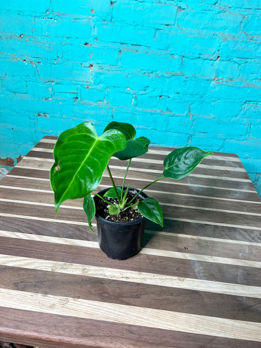 Anthurium Veitchii 4”