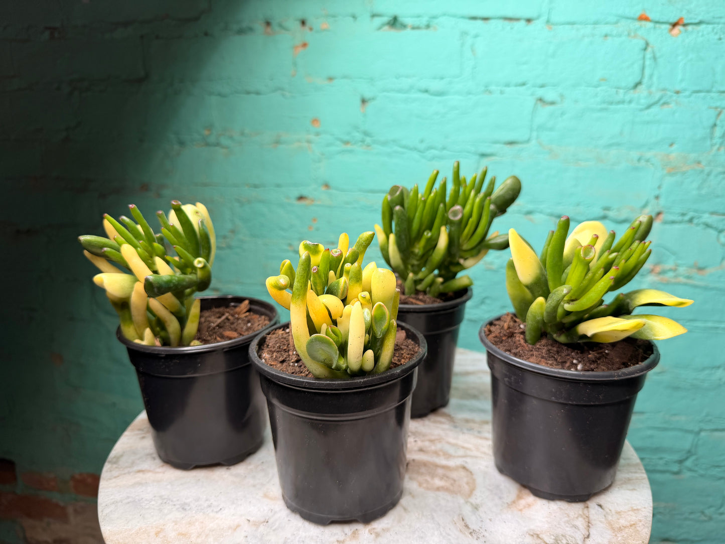 Jade- Fingers/Orgre Ears Variegated 4”