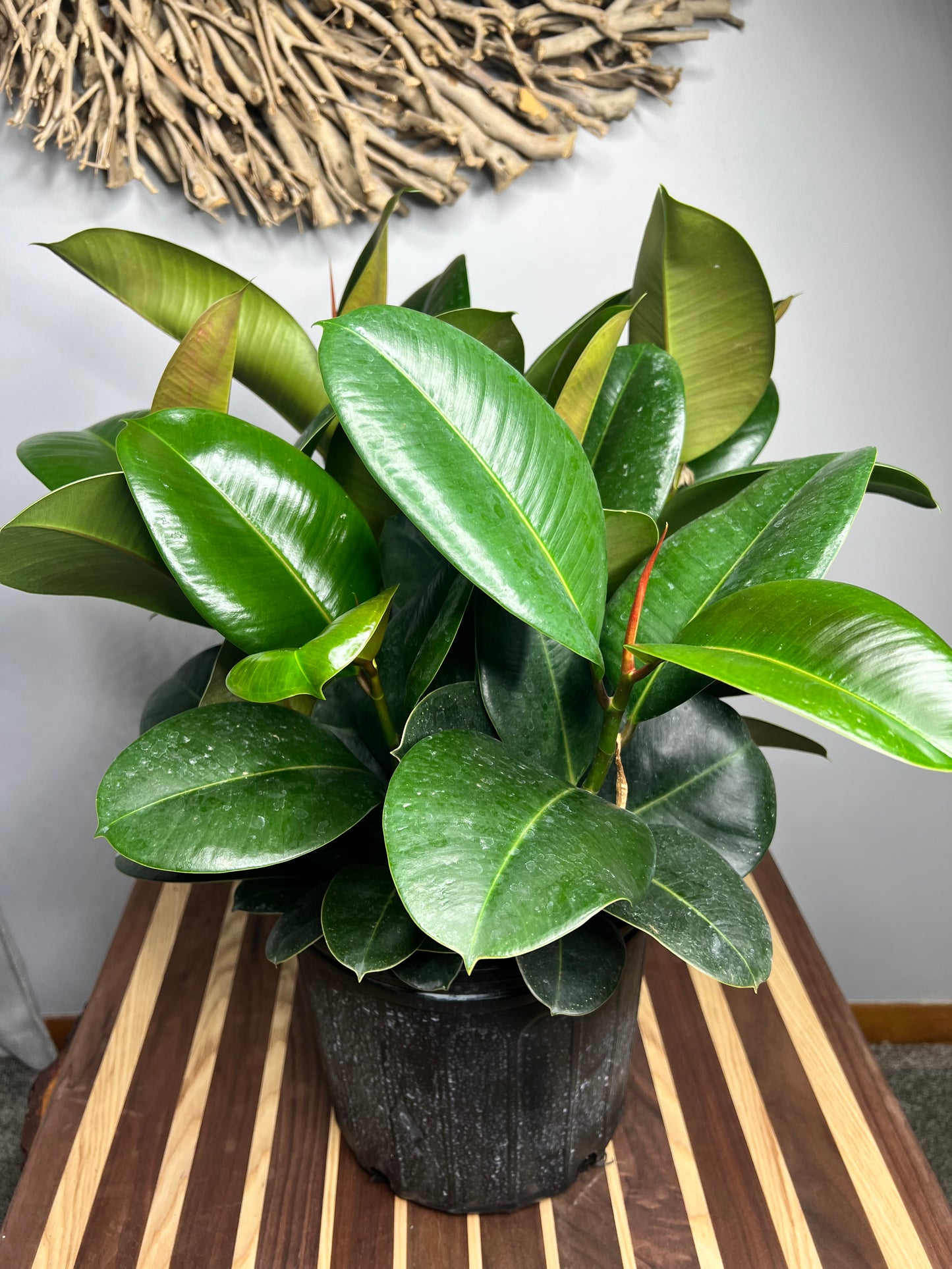 Rubber Tree- Robusta Green 10”