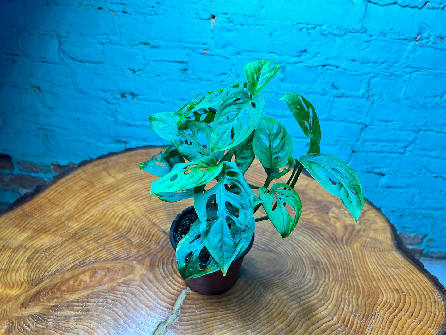 Monstera Swiss Cheese 4”