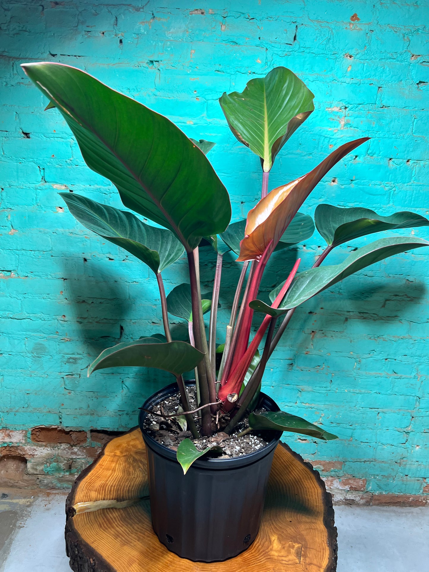 Philodendron Red Congo 10”