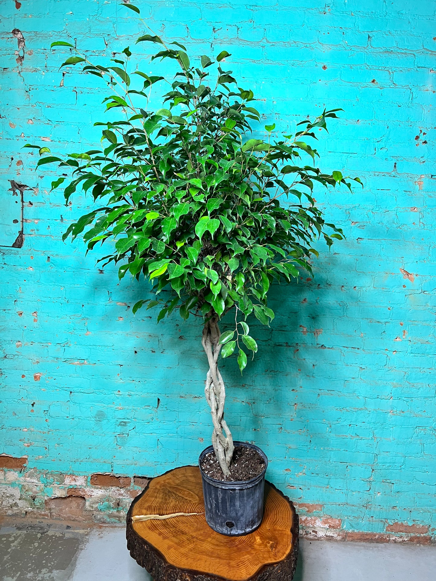 Ficus Benjamina Weeping Fig braided 10”