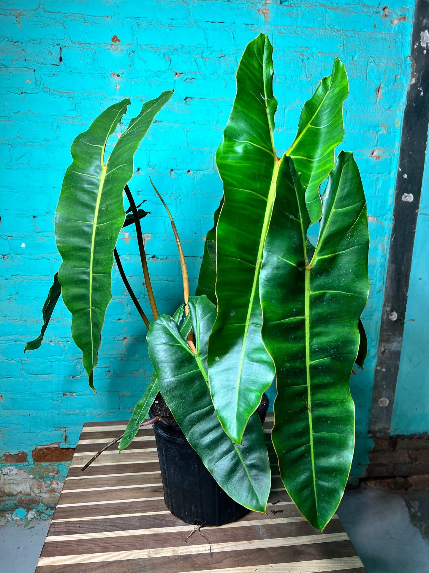 Philodendron Billietiae 10”