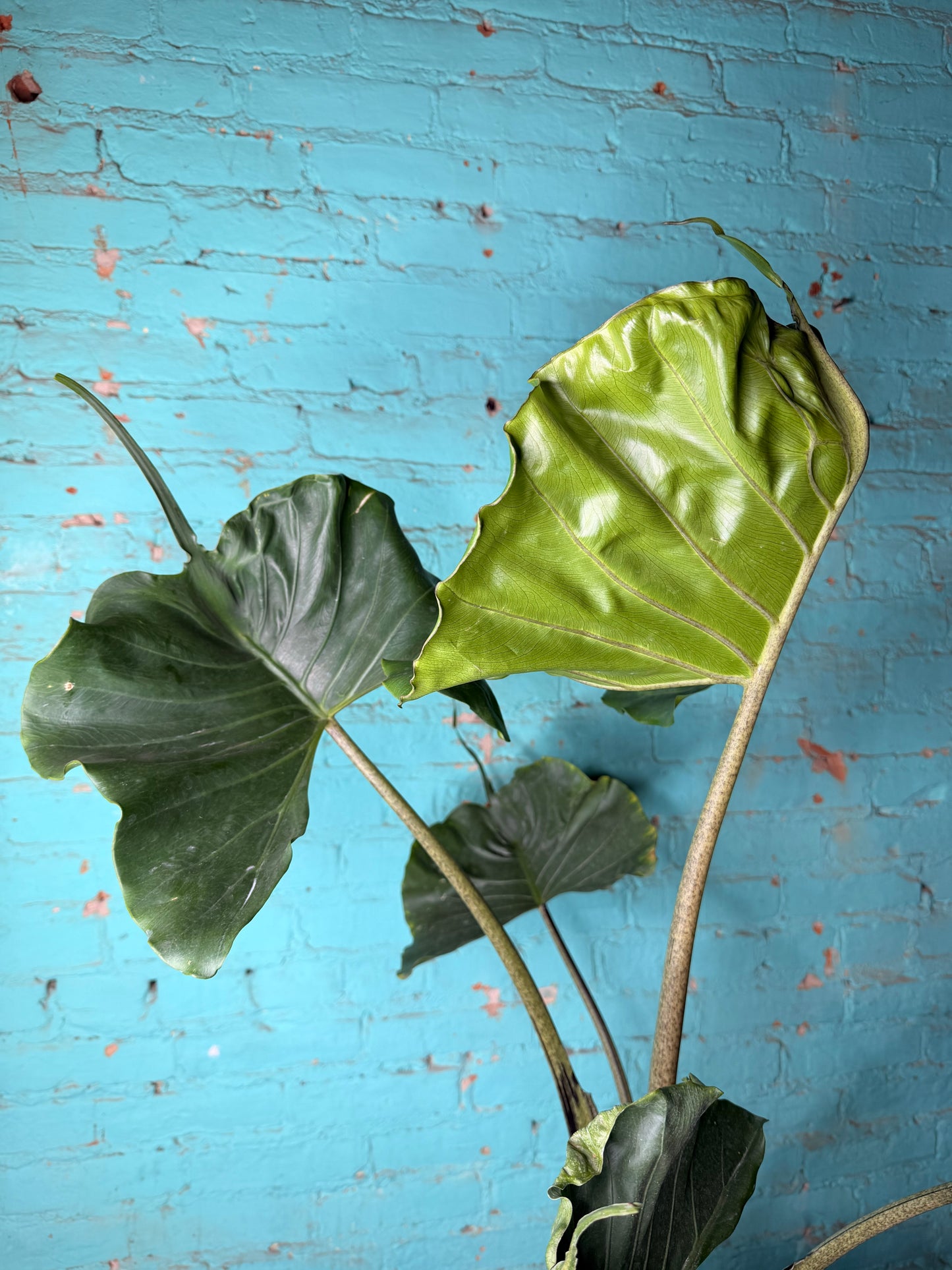 Alocasia Stingray 10”