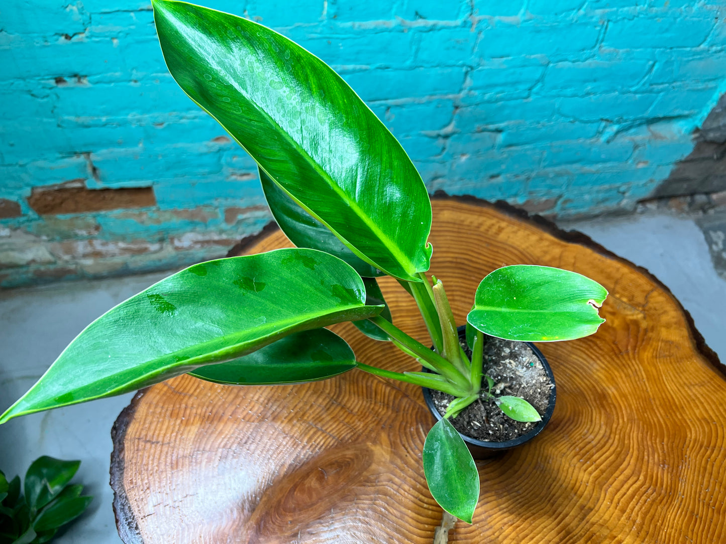 Philodendron Congo Thailand 4”